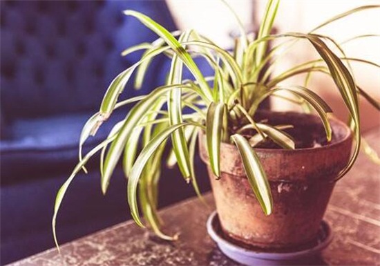 吊兰长得慢如何办，四个小窍门让它蹭蹭暴长