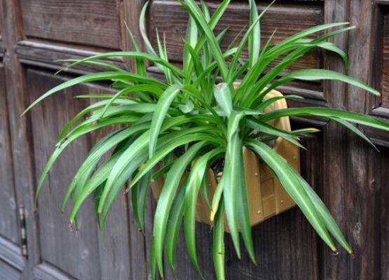 吊兰为何要放鸡蛋壳，增加磷化钙/让吊兰更加旺盛