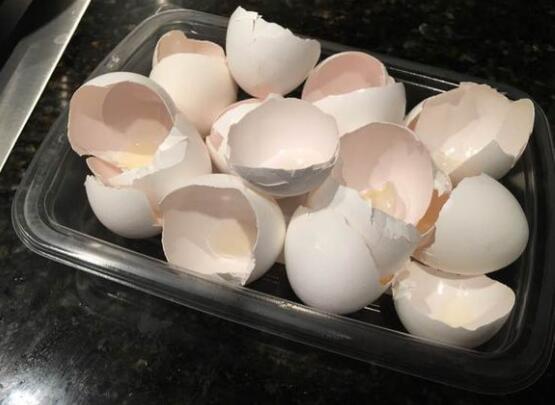 吊兰为何要放鸡蛋壳，增加磷化钙/让吊兰更加旺盛