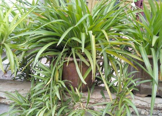 吊兰为何要放鸡蛋壳，增加磷化钙/让吊兰更加旺盛