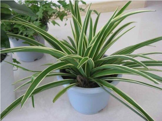 吊兰为何要放鸡蛋壳，增加磷化钙/让吊兰更加旺盛