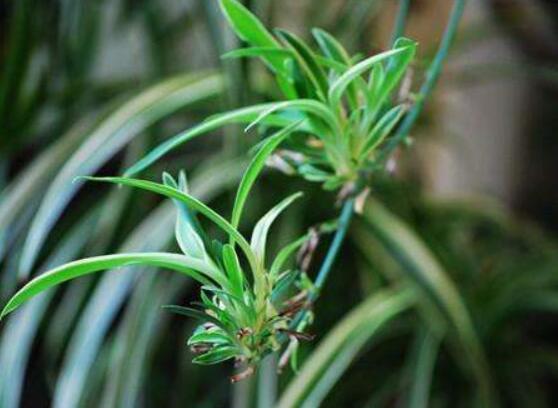 吊兰为何要放鸡蛋壳，增加磷化钙/让吊兰更加旺盛