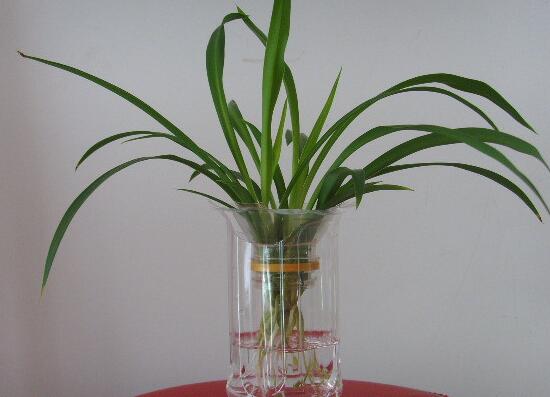 吊兰小苗如何生根，4个步骤教你水培生根