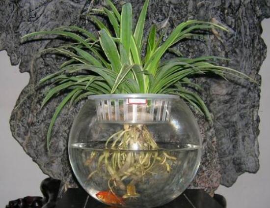 吊兰小苗如何生根，4个步骤教你水培生根