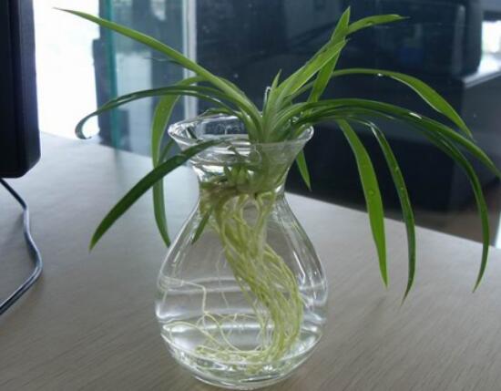 吊兰小苗如何生根，4个步骤教你水培生根