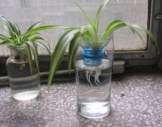 吊兰小苗如何生根，4个步骤教你水培生根