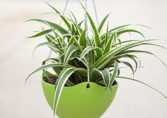 吊兰小苗如何生根，4个步骤教你水培生根