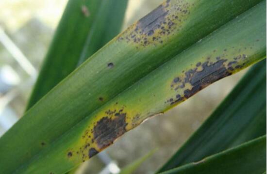 吊兰小苗如何生根，4个步骤教你水培生根