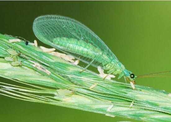 吊兰小苗如何生根，4个步骤教你水培生根