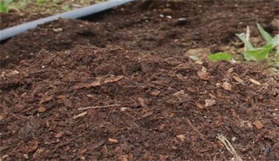 吊兰的养殖办法，留意温湿度经常通风还要及时修剪