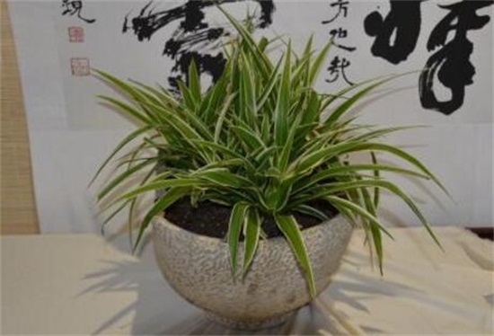 吊兰的养殖办法，留意温湿度经常通风还要及时修剪