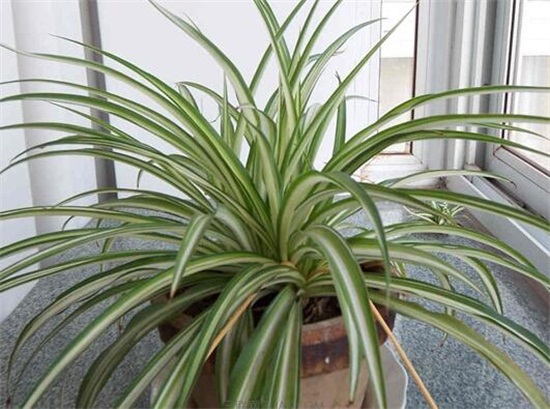 吊兰的养殖办法，留意温湿度经常通风还要及时修剪