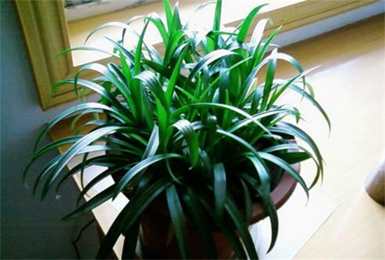 吊兰的养殖办法，留意温湿度经常通风还要及时修剪