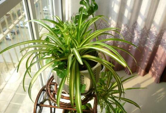 吊兰的养殖办法，留意温湿度经常通风还要及时修剪