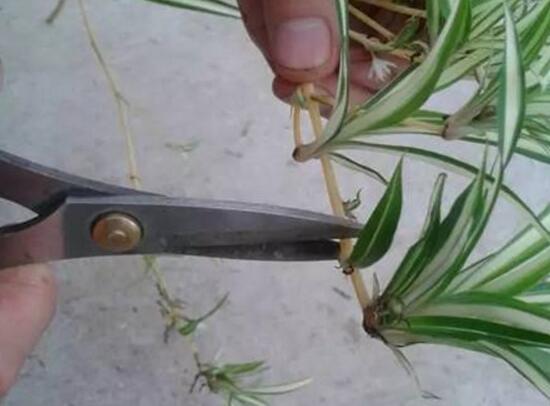 吊兰扦插繁殖办法图解，4步教你繁殖出新的吊兰盆栽