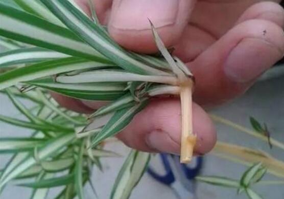吊兰扦插繁殖办法图解，4步教你繁殖出新的吊兰盆栽