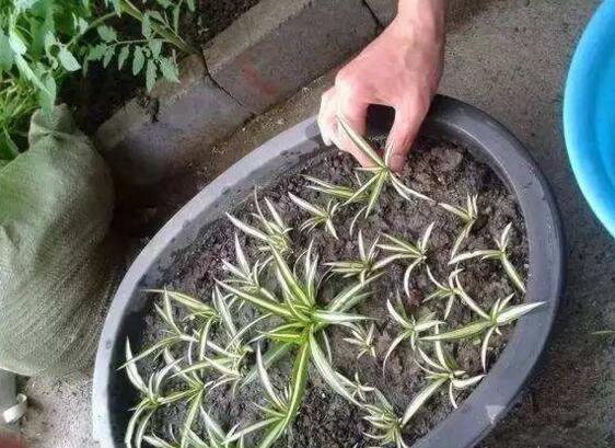 吊兰扦插繁殖办法图解,4步教你繁殖出新的吊兰盆栽