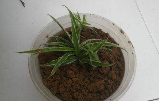 吊兰扦插繁殖办法图解,4步教你繁殖出新的吊兰盆栽