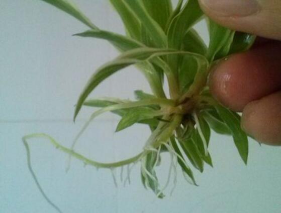 吊兰扦插繁殖办法图解,4步教你繁殖出新的吊兰盆栽