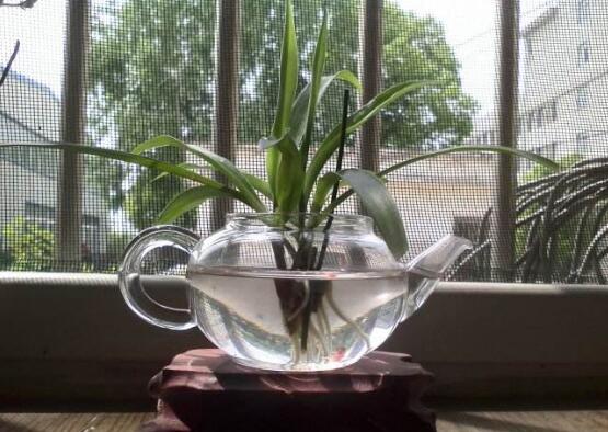 吊兰扦插繁殖办法图解,4步教你繁殖出新的吊兰盆栽