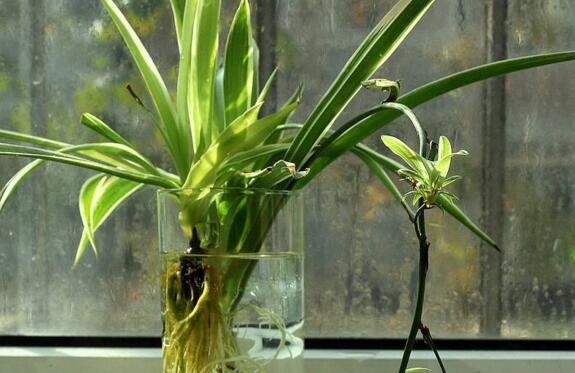 吊兰扦插繁殖办法图解,4步教你繁殖出新的吊兰盆栽