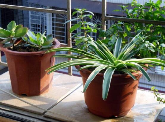 吊兰如何养才长得矮粗，让吊兰变矮变粗的四个技巧