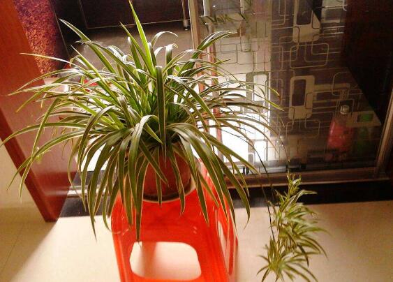 吊兰如何养才长得矮粗，让吊兰变矮变粗的四个技巧