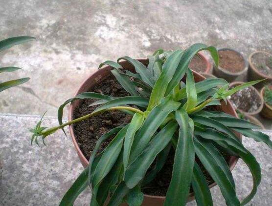 吊兰如何养才长得矮粗，让吊兰变矮变粗的四个技巧