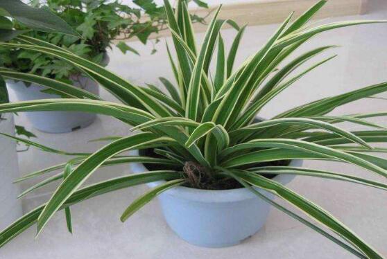 吊兰如何养才长得矮粗，让吊兰变矮变粗的四个技巧