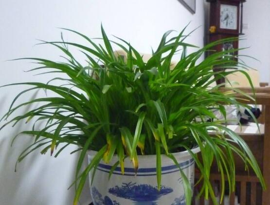 吊兰如何养才长得矮粗，让吊兰变矮变粗的四个技巧