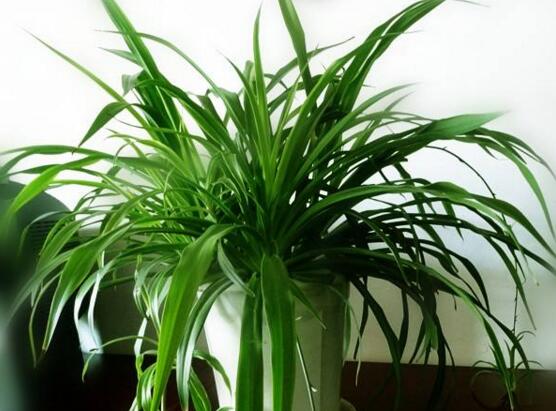 吊兰如何养才长得矮粗，让吊兰变矮变粗的四个技巧