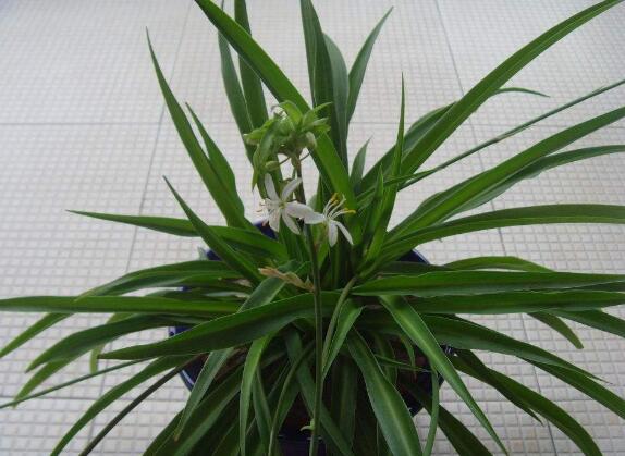 吊兰如何养才长得矮粗，让吊兰变矮变粗的四个技巧