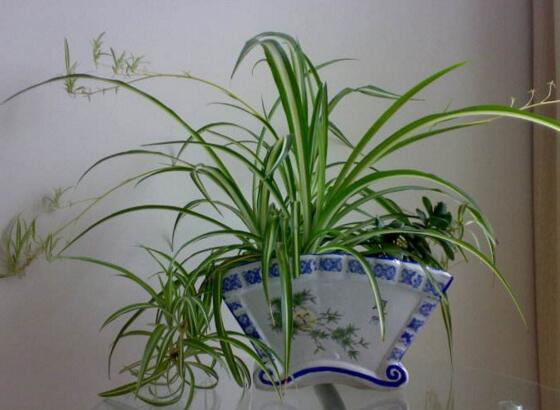 吊兰如何养才长得矮粗，让吊兰变矮变粗的四个技巧