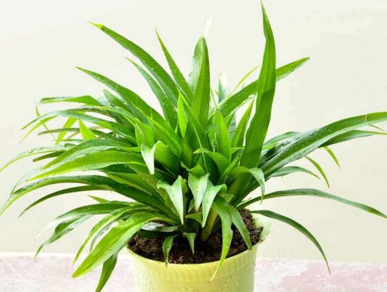 青叶吊兰如何养长得快，让青叶吊兰疯长的五个技巧