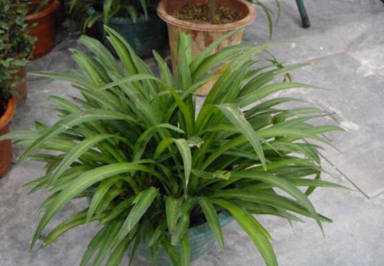 青叶吊兰如何养长得快，让青叶吊兰疯长的五个技巧