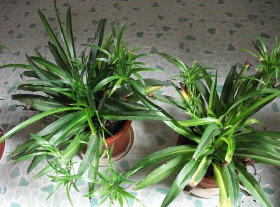 青叶吊兰如何养长得快，让青叶吊兰疯长的五个技巧