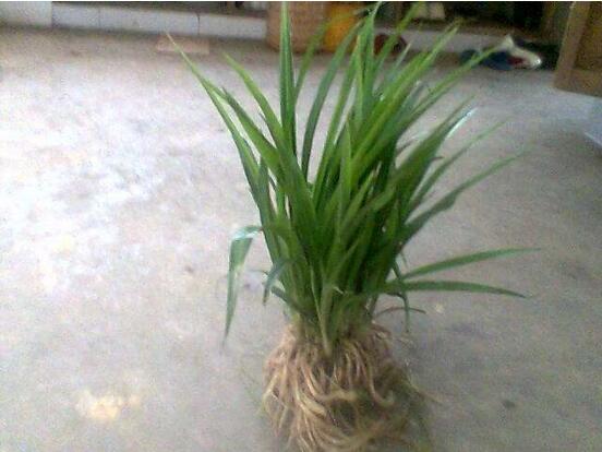 青叶吊兰如何养长得快，让青叶吊兰疯长的五个技巧