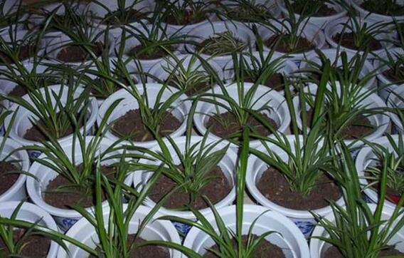 青叶吊兰如何养长得快，让青叶吊兰疯长的五个技巧