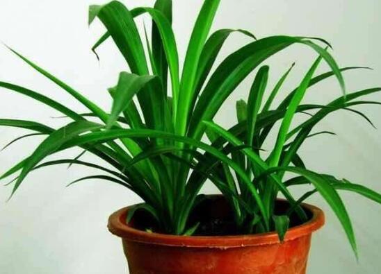 青叶吊兰如何养长得快，让青叶吊兰疯长的五个技巧