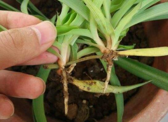 青叶吊兰如何养长得快，让青叶吊兰疯长的五个技巧