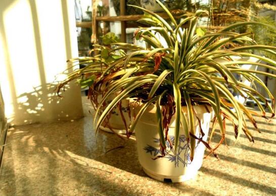 青叶吊兰如何养长得快，让青叶吊兰疯长的五个技巧