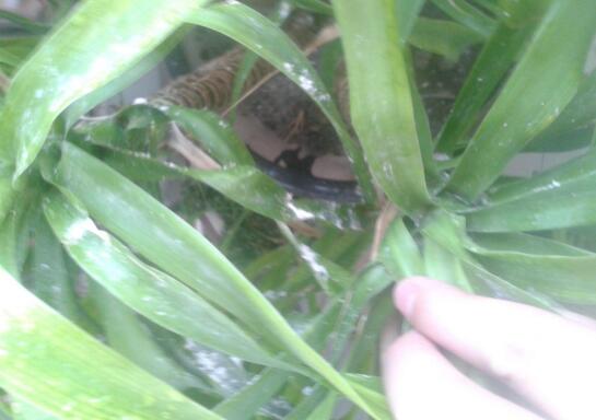 青叶吊兰如何养长得快，让青叶吊兰疯长的五个技巧