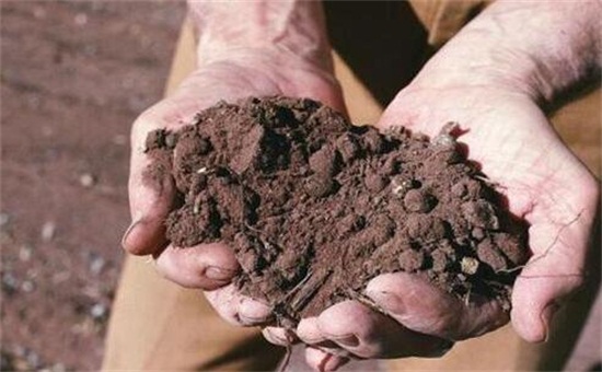 吊兰如何养长得好,掌握四个要点让你的吊兰爆盆