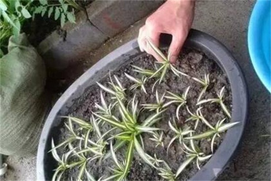 吊兰如何养长得好,掌握四个要点让你的吊兰爆盆