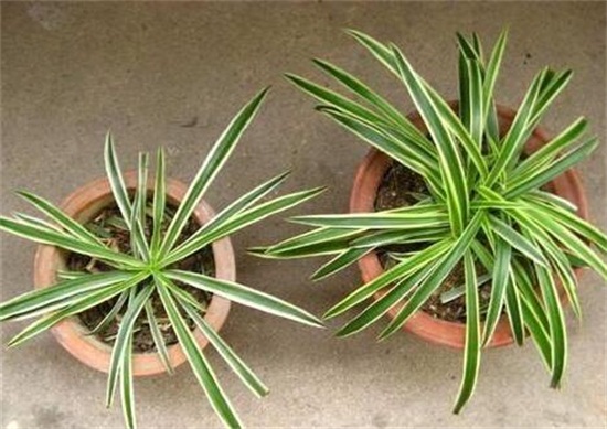 吊兰如何养长得好,掌握四个要点让你的吊兰爆盆