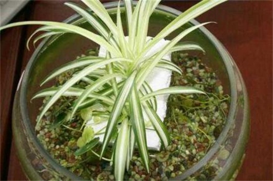 吊兰如何养长得好,掌握四个要点让你的吊兰爆盆