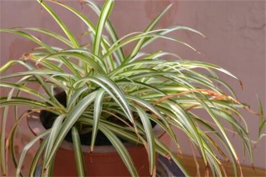 吊兰如何养长得好,掌握四个要点让你的吊兰爆盆