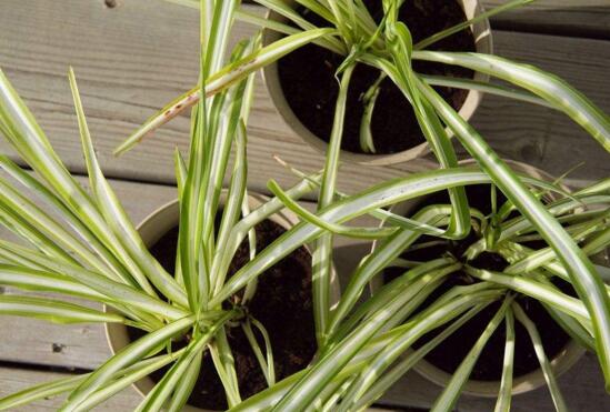 如何让吊兰的叶子变绿，让吊兰叶子厚绿的3个小妙招