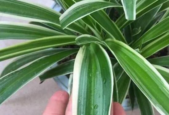 如何让吊兰的叶子变绿，让吊兰叶子厚绿的3个小妙招