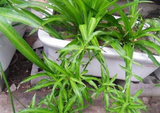 如何让吊兰的叶子变绿，让吊兰叶子厚绿的3个小妙招